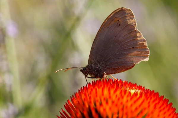松果菊朵花上的蝴蝶 — 图库照片