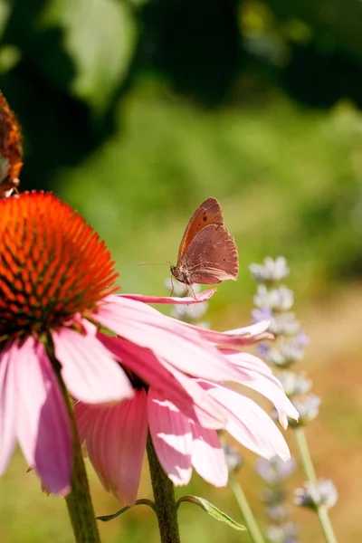 Πεταλούδα στο λουλούδι echinacea — Φωτογραφία Αρχείου
