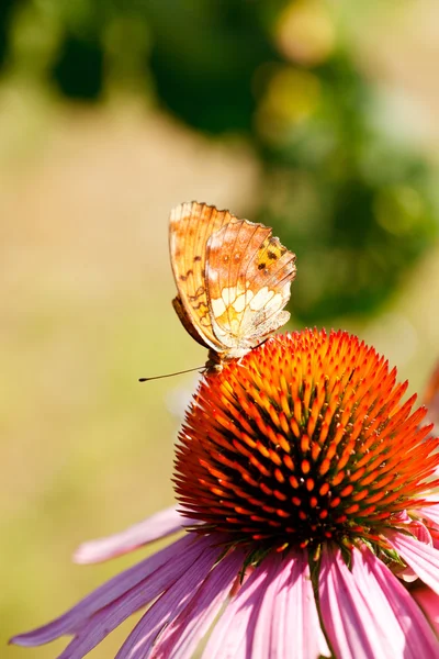 Бабочка на цветке эхинацеи — стоковое фото