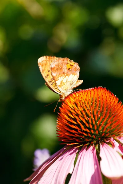 Метелик на квітках Ехінацеї — стокове фото