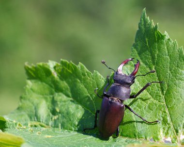 Lucanus cervus - stag beetle clipart