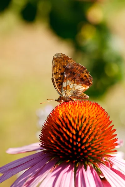 에키네시아 꽃에 나비 — 스톡 사진