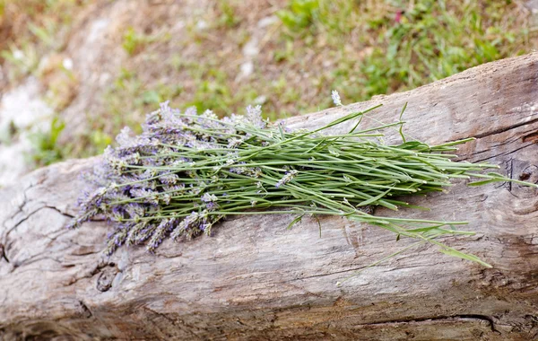 Lavanda — Foto Stock