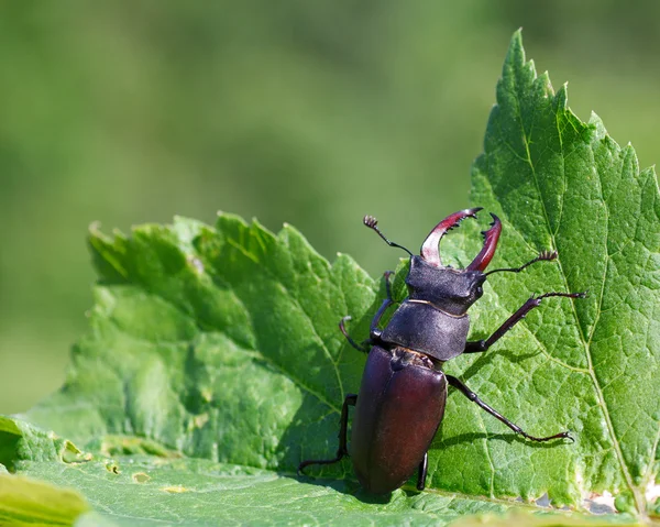 Lukan cervus - stag beetle — Zdjęcie stockowe