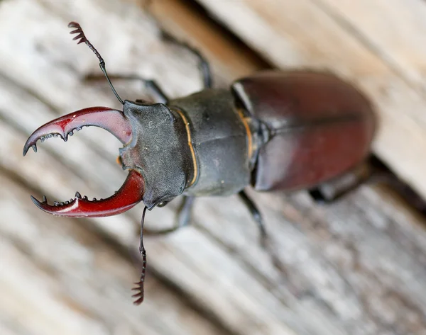 Lucanus cervus - stag beetle — Stok fotoğraf