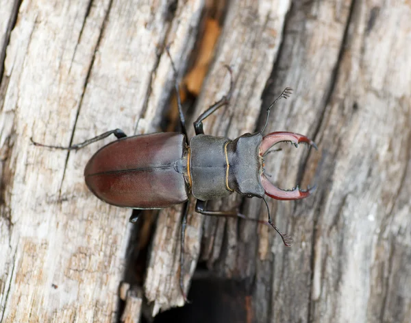 Lucanus cervus - escarabajo ciervo — Foto de Stock