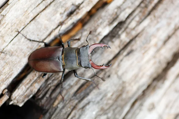 Lucanus cervus - escarabajo ciervo — Foto de Stock