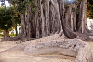 büyük ficus ağaç Palermo