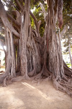 büyük ficus ağaç Palermo