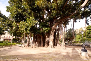 Big ficus tree in Palermo clipart