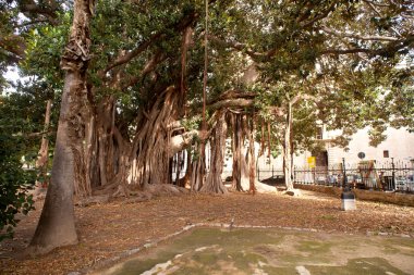 büyük ficus ağaç Palermo