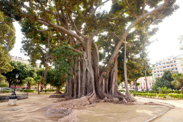 Big ficus tree in Palermo — Stock Photo, Image