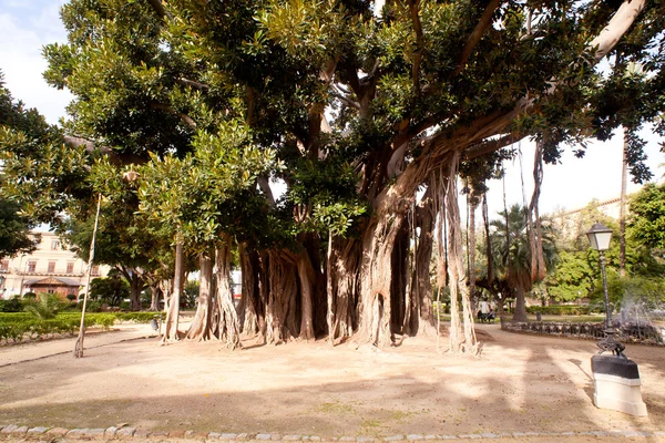 Big ficus tree in Palermo — Stock Photo, Image