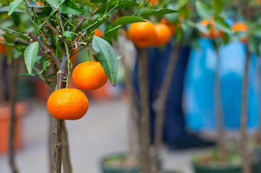 mandalina ağacı üzerinde