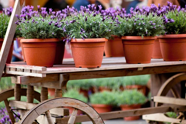 Växter i krukor av lavendel — Stockfoto