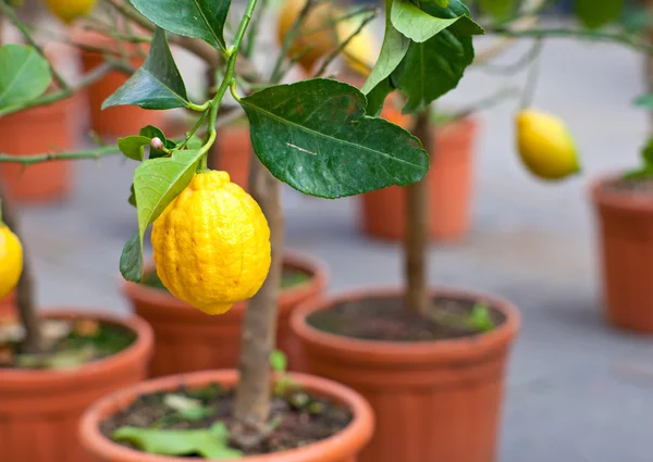 Zitronen auf Baum — Stockfoto