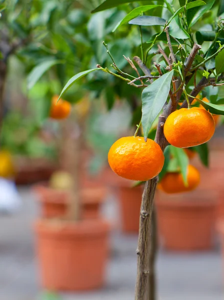 Tangerine på träd — Stockfoto