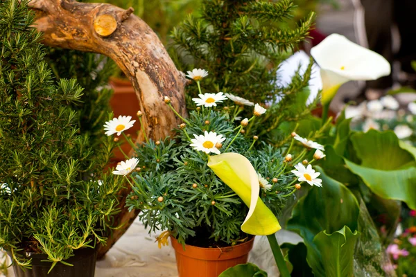 Gänseblümchen — Stockfoto