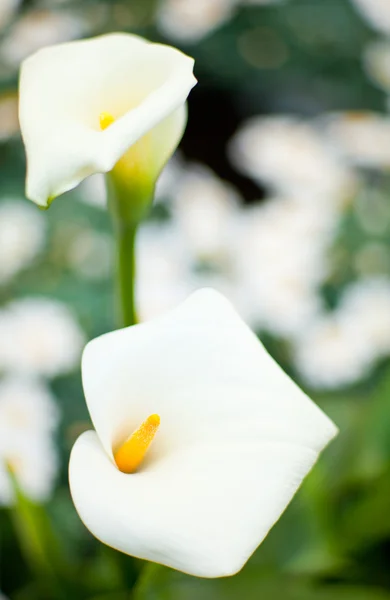 stock image White calla