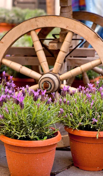 Pflanzen in Töpfen mit Lavendel — Stockfoto