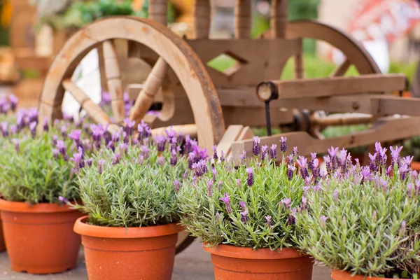 Pflanzen in Töpfen mit Lavendel — Stockfoto