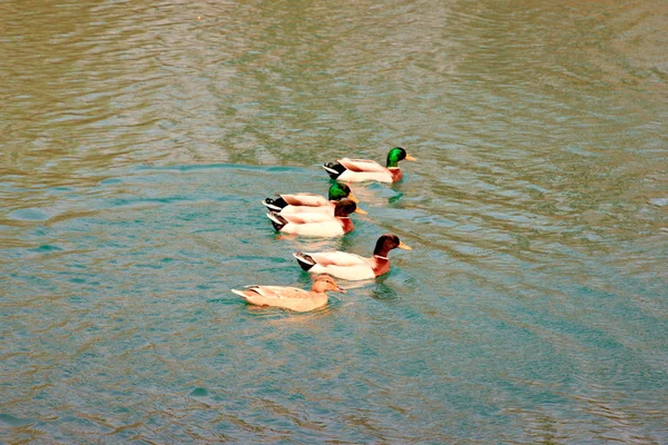 鸭，timavo 河 — 图库照片