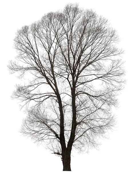 Duże nagie drzewo bez liści. — Zdjęcie stockowe
