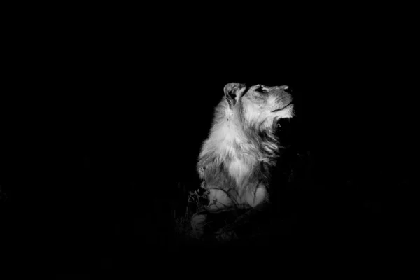 Roi Lion — Photo