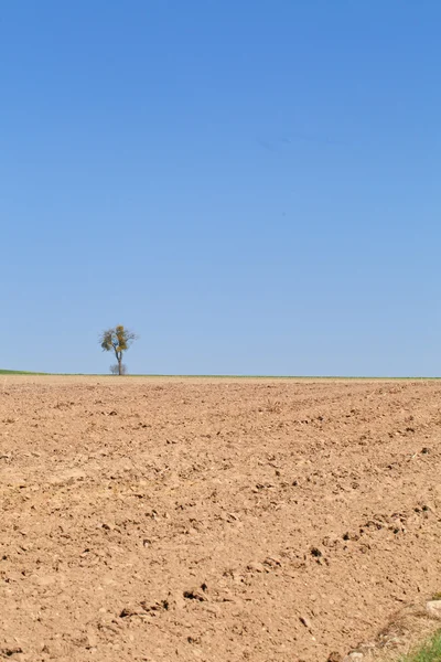 Сухое поле — стоковое фото