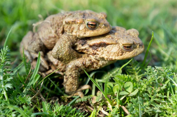 Спаривающиеся жабы — стоковое фото