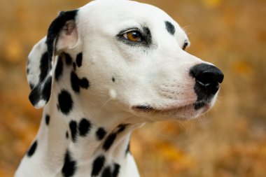 Dalmatian dog clipart