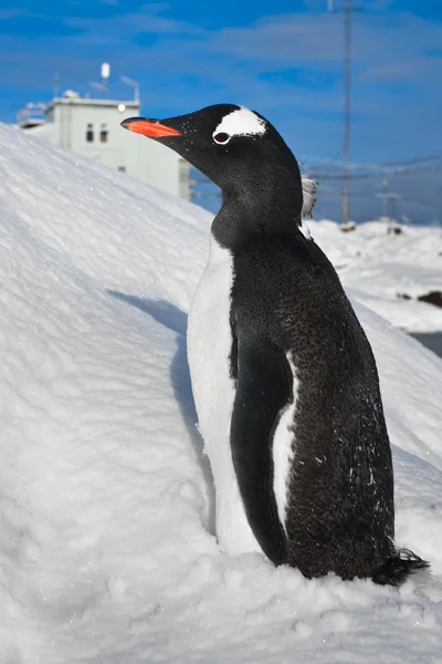 Пингвин в Антарктиде — стоковое фото