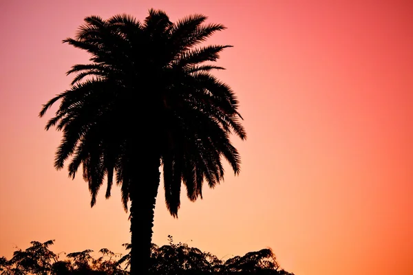 Silhouette of palm tree — Stock Photo, Image