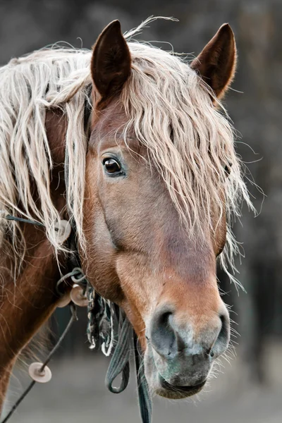 Stock image Beautiful horse