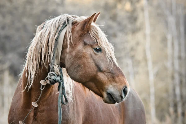 stock image Beautiful horse