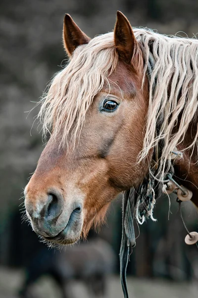 stock image Beautiful horse