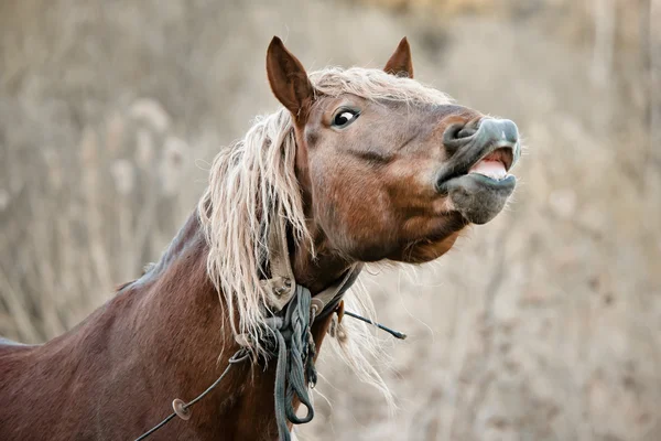 stock image Beautiful horse