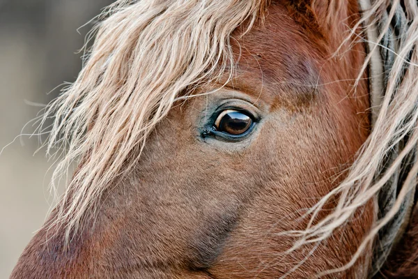 stock image Beautiful horse