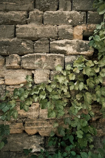 Muur met bladeren — Stockfoto