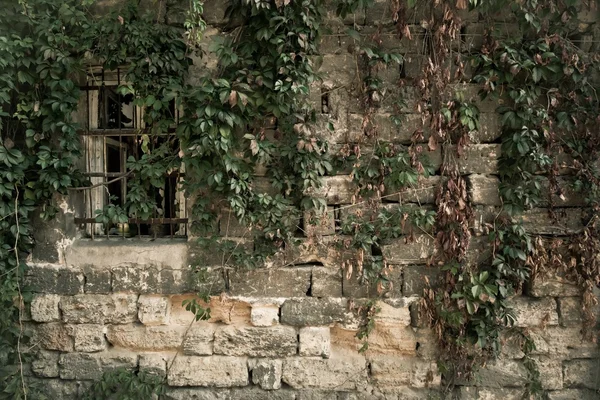 Стена с листьями — стоковое фото