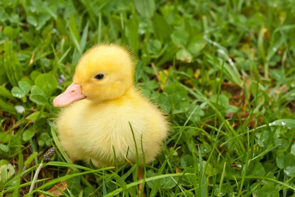 Small duckling — Stock Photo, Image