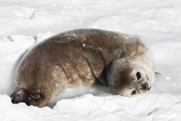 Baby seal — Stockfoto