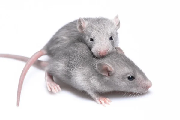 Ratinhos cinzentos — Fotografia de Stock