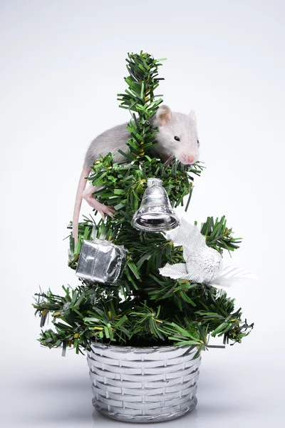 Graue Maus — Stockfoto