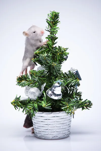 Ratinhos cinzentos — Fotografia de Stock