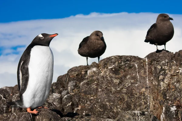 Pingüino en la Antártida —  Fotos de Stock