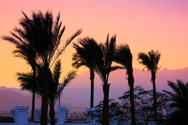 Silhuett av palmer — Stockfoto