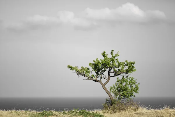 Lonly tree — Stock Photo, Image