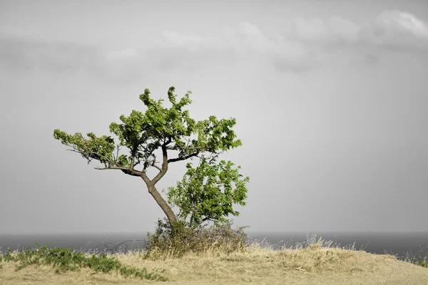 Lonly дерево — стокове фото