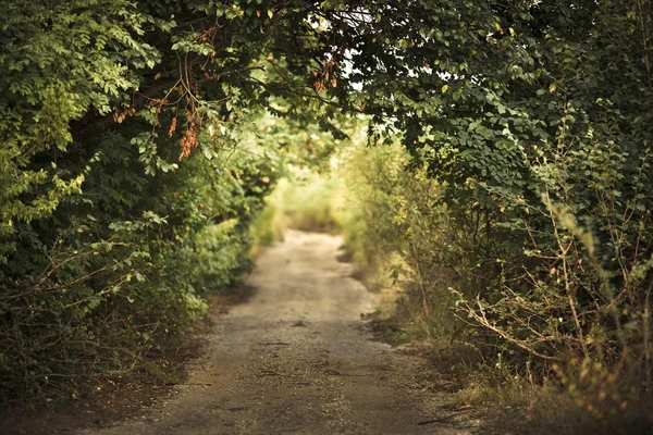 Green alley — Stock Photo, Image